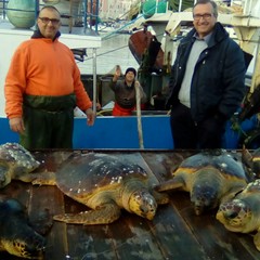 Recupero di tartarughe a cura della marineria tranese, guardie zoofile e Anps