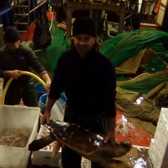 Recupero di tartarughe a cura della marineria tranese, guardie zoofile e Anps