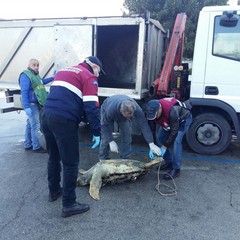 Recupero di tartarughe a cura della marineria tranese, guardie zoofile e Anps
