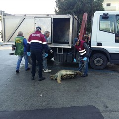 Recupero di tartarughe a cura della marineria tranese, guardie zoofile e Anps