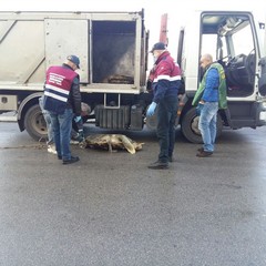 Recupero di tartarughe a cura della marineria tranese, guardie zoofile e Anps