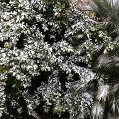 Neve a Trani il 10/01/2017