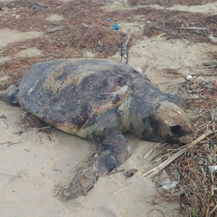 Tartarughe spiaggiate in zona Mattinelle