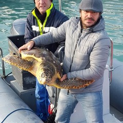 Tartaruga marina alla Lega Navale