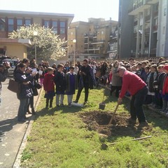 Alla Beltrani piantato un albero di ulivo