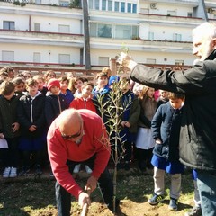 Alla Beltrani piantato un albero di ulivo