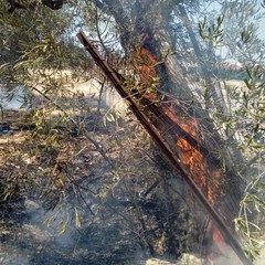 Incendio in un terreno tra via Duchessa d'Andria e la strada provinciale 188