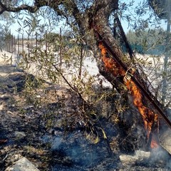 Incendio in un terreno tra via Duchessa d'Andria e la strada provinciale 188