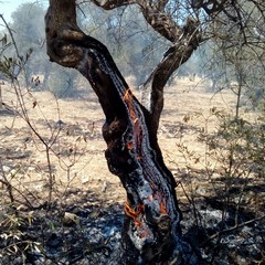 Incendio in un terreno tra via Duchessa d'Andria e la strada provinciale 188