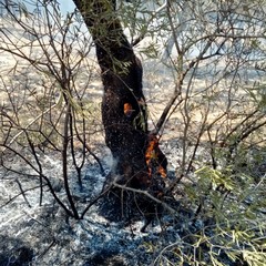 Incendio in un terreno tra via Duchessa d'Andria e la strada provinciale 188