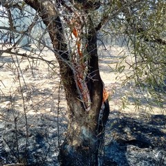 Incendio in un terreno tra via Duchessa d'Andria e la strada provinciale 188