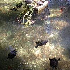 Piscina della villa comunale