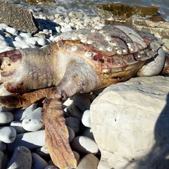 Tartaruga spiaggiata sulla costa di Trani