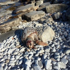 Tartaruga spiaggiata sulla costa di Trani