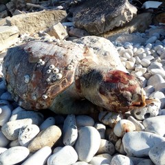 Tartaruga spiaggiata sulla costa di Trani