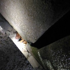 Cane incastrato tra gli scogli, intervento dei Vigili del Fuoco