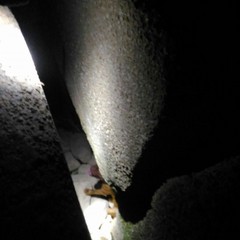 Cane incastrato tra gli scogli, intervento dei Vigili del Fuoco