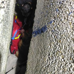 Cane incastrato tra gli scogli, intervento dei Vigili del Fuoco