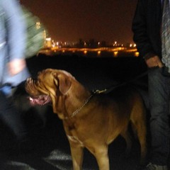 Cane incastrato tra gli scogli, intervento dei Vigili del Fuoco