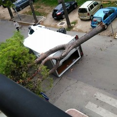 Albero di pino si spezza in via Bari