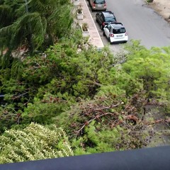 Albero di pino si spezza in via Bari