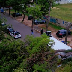 Albero di pino si spezza in via Bari