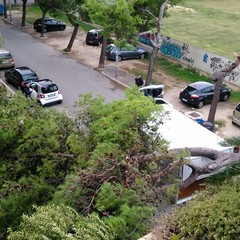 Albero di pino si spezza in via Bari