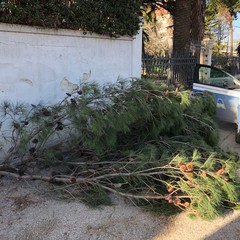 Rami staccati in città