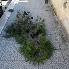 Rami staccati in città