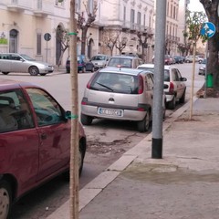 Nuovi alberi in città