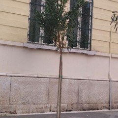 Nuovi alberi in città