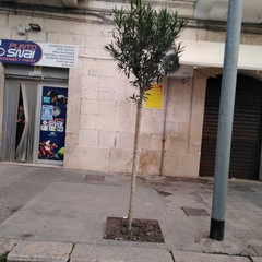 Nuovi alberi in città