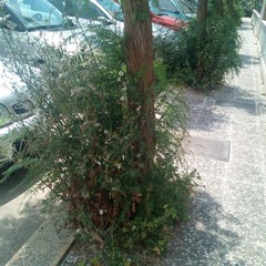 Foto denuncia della consigliera Barresi