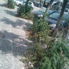 Foto denuncia della consigliera Barresi