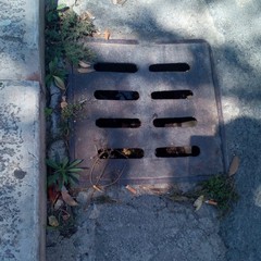 Foto denuncia della consigliera Barresi