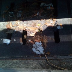 Foto denuncia della consigliera Barresi