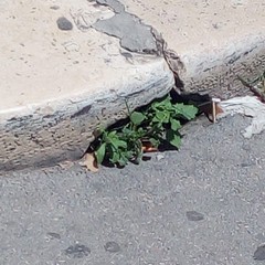 Foto denuncia della consigliera Barresi