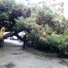 Albero si spezza in due in Piazza della Repubblica