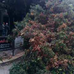 Albero si spezza in due in Piazza della Repubblica