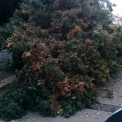 Albero si spezza in due in Piazza della Repubblica