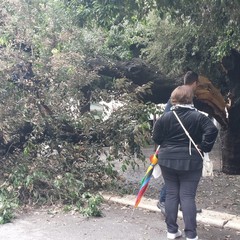 Albero si spezza in due in Piazza della Repubblica