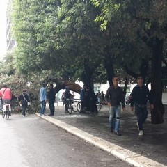 Albero si spezza in due in Piazza della Repubblica