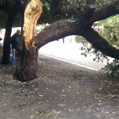 Albero si spezza in due in Piazza della Repubblica