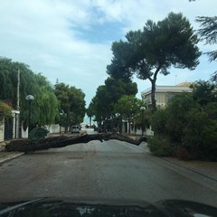 Cade grosso albero di pino in viale de Gemmis