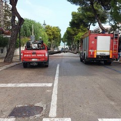 Cade grosso albero di pino in viale de Gemmis