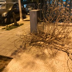 Alberi e rami spezzati