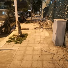 Alberi e rami spezzati