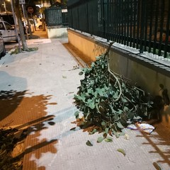 Alberi e rami spezzati