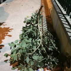 Alberi e rami spezzati