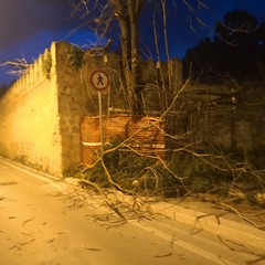 Danni in città a causa del vento